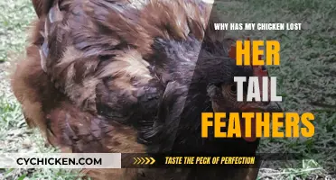 Why Has My Chicken Lost Her Tail Feathers? Causes and Solutions