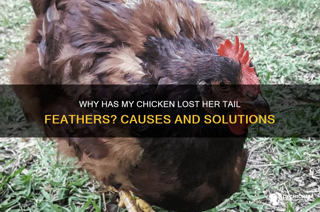 why has my chicken lost her tail feathers