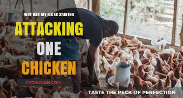 Understanding Sudden Aggression: Why Your Flock Targets One Chicken