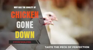 Declining Chicken Quality: Unraveling the Causes Behind the Industry Shift