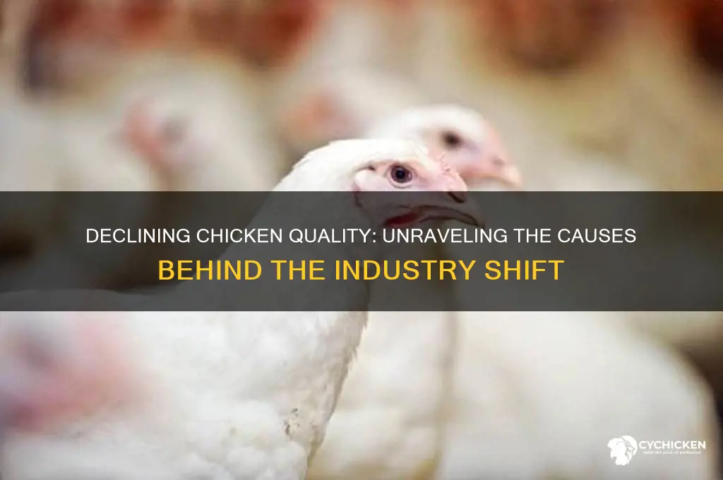 why has the quality of chicken gone down