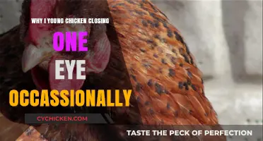 Why Young Chickens Close One Eye Occasionally: Understanding the Behavior