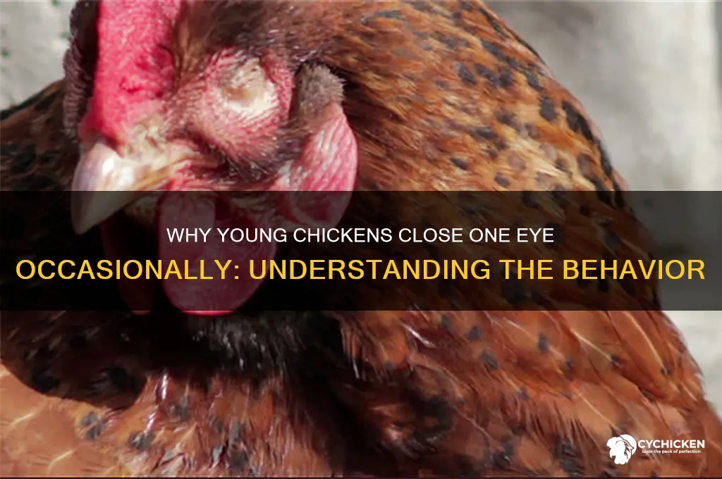 why i young chicken closing one eye occassionally