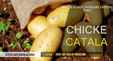 Calf Catalase: Faster Than Chicken's, But Why?