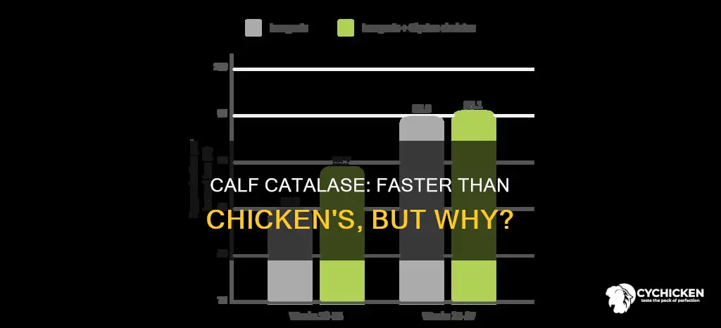 why is a calf catalase faster than a chicken catalase