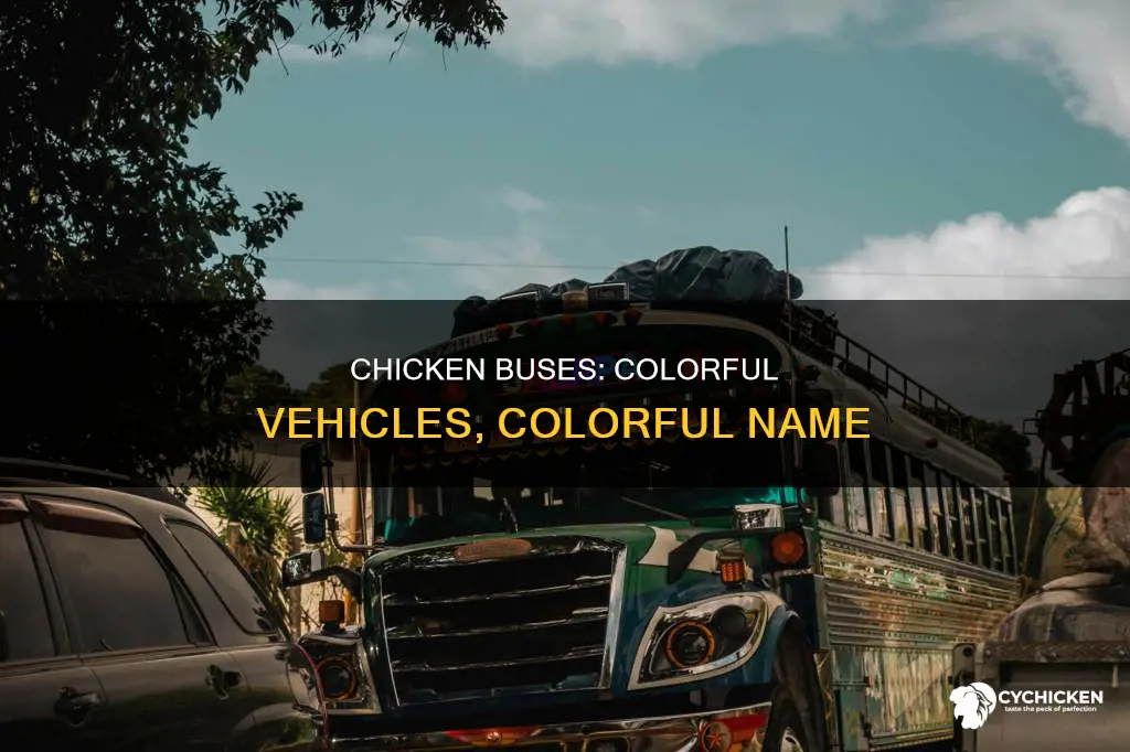 why is a chicken bus called a chicken bus
