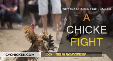 How the Chicken Fight Got Its Name