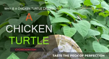 Chicken Turtles: A Name Mystery Unveiled