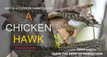 Coopers Hawk: The Chicken Hawk Mystery Explained