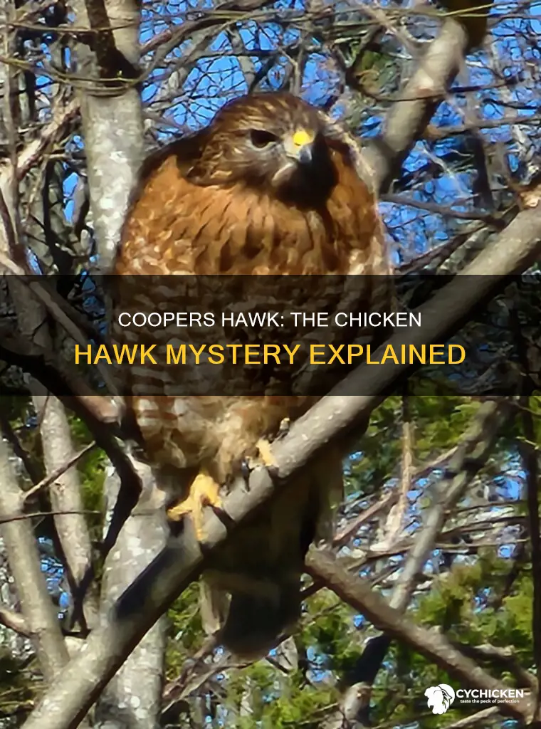 why is a coopers hawk called a chicken hawk