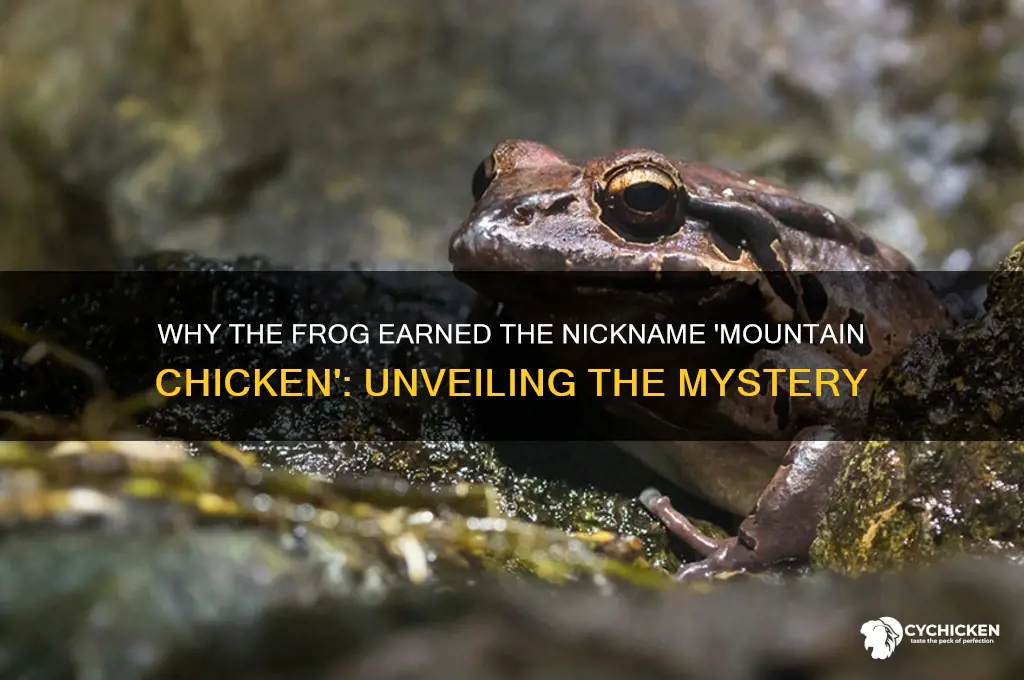 why is a frog called a mountain chicken