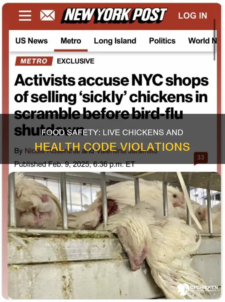 why is a live chicken a health code violation