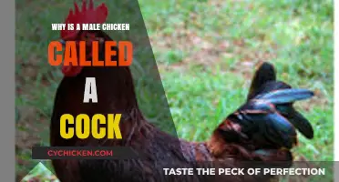 Why Male Chickens Are Called Cocks: Unraveling the Poultry Puzzle