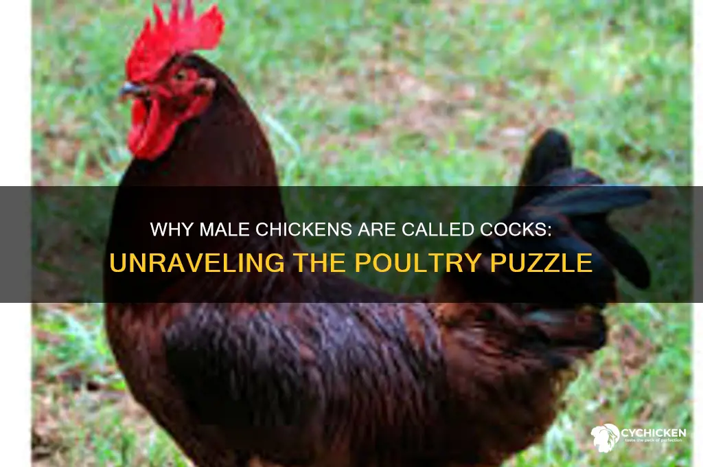 why is a male chicken called a cock