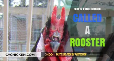Why Male Chickens Are Called Roosters: Unraveling the Poultry Puzzle