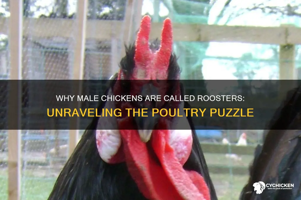 why is a male chicken called a rooster