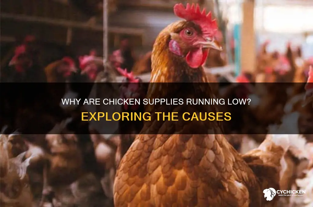 why is all the chicken out of stock