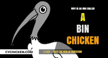 Why the Ibis Earned the Nickname 'Bin Chicken' Explained