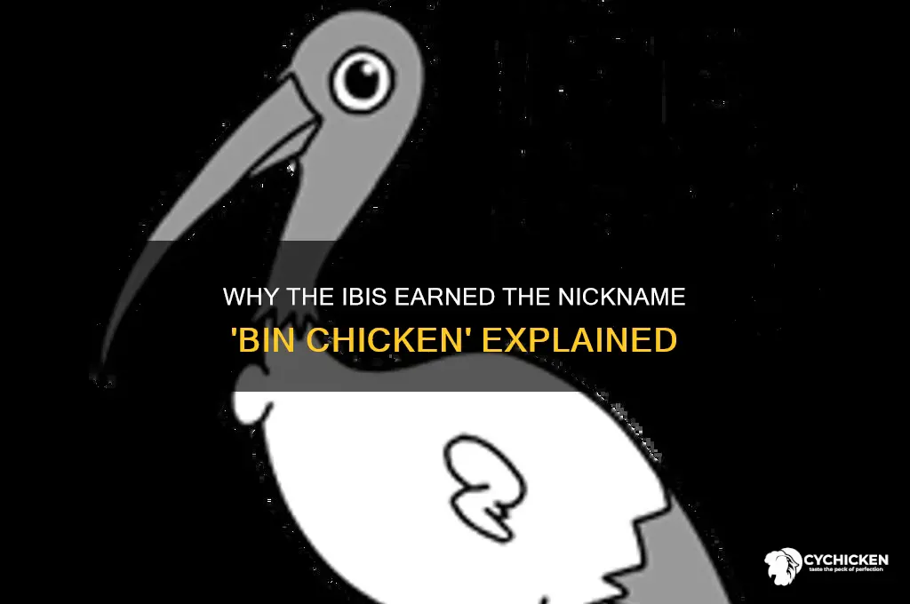 why is an ibis called a bin chicken