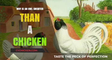 Why Owls Outsmart Chickens: Unraveling the Intelligence Gap
