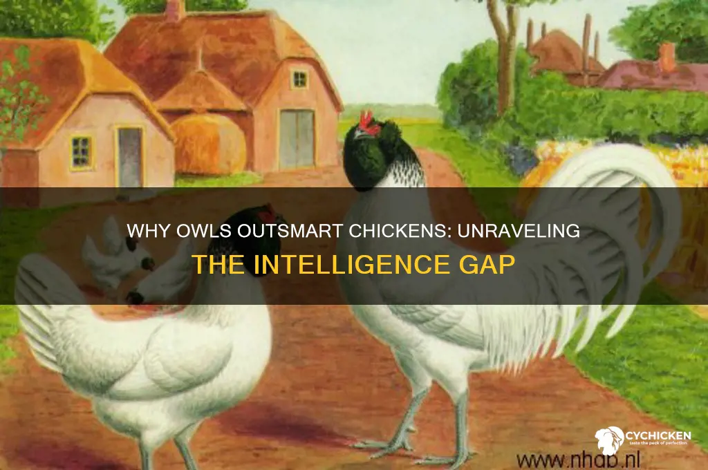 why is an owl smarter than a chicken
