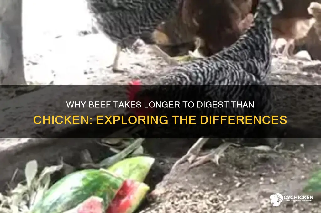why is beef harder to digest than chicken