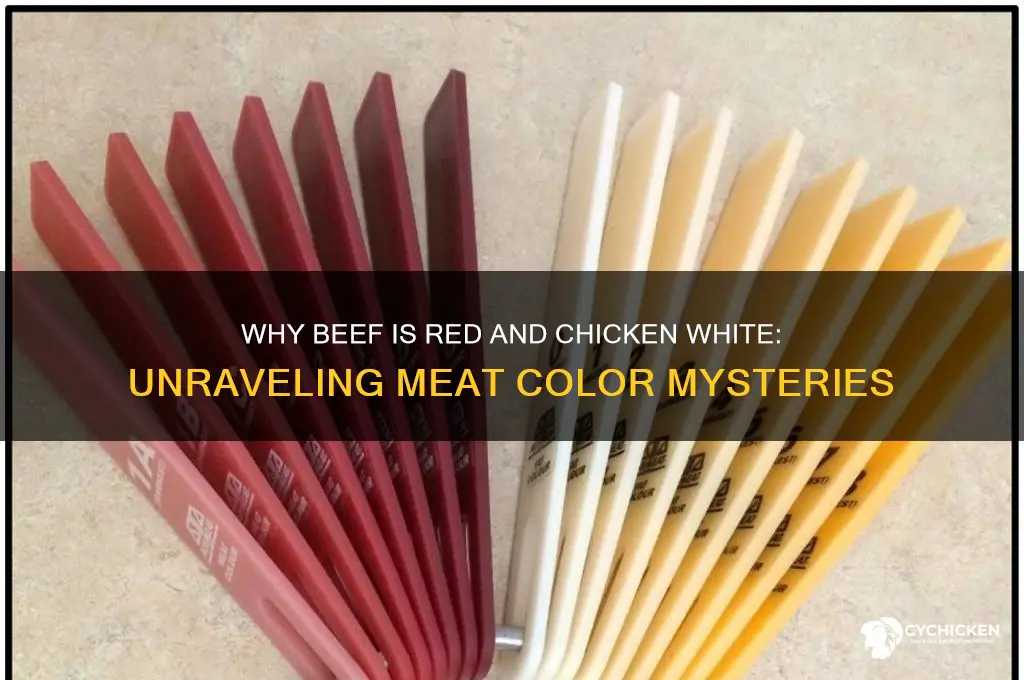 why is beef red meat and chicken white