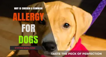 Understanding Chicken Allergies in Dogs: Causes and Prevention Tips