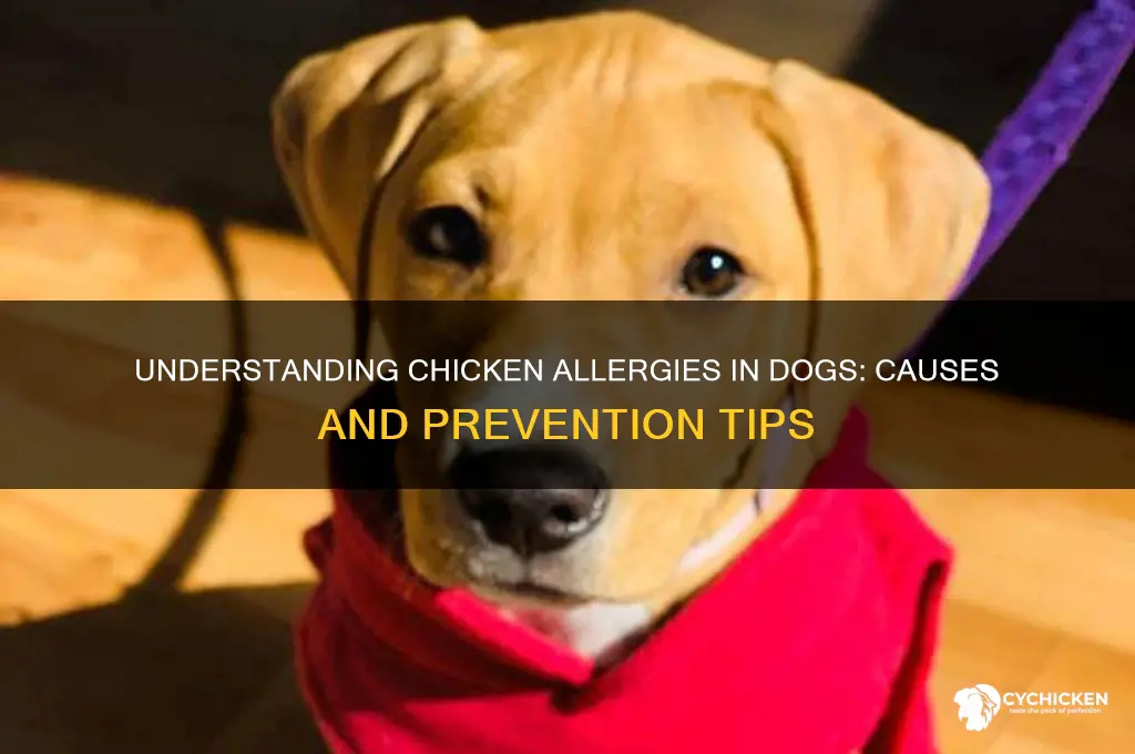 why is chicken a common allergy for dogs
