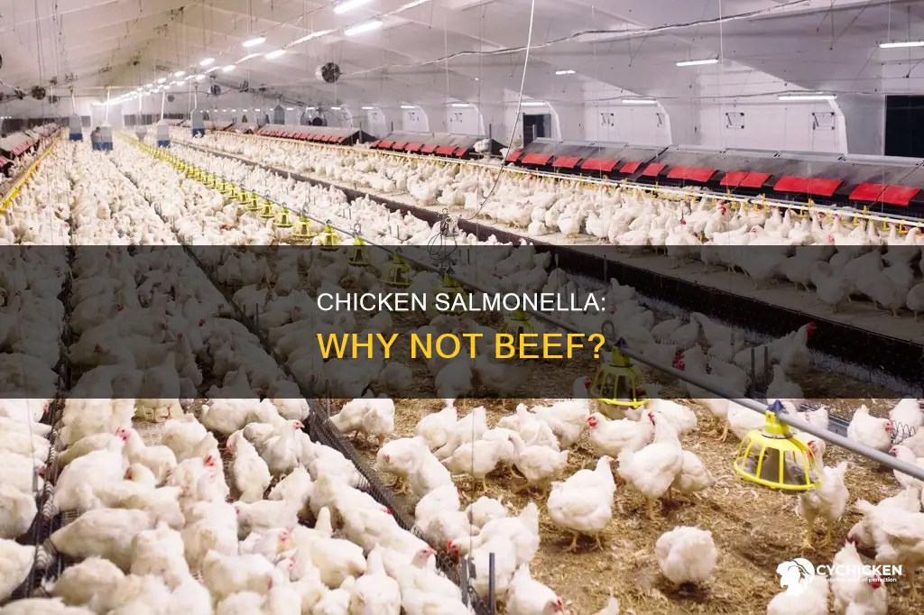 why is chicken a target for salmonella but not beef