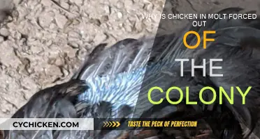 Chicken Molt: Colony Exile and its Reasons