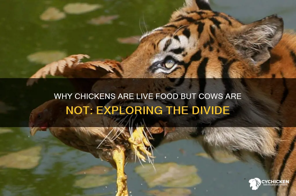 why is chicken live food and cows not