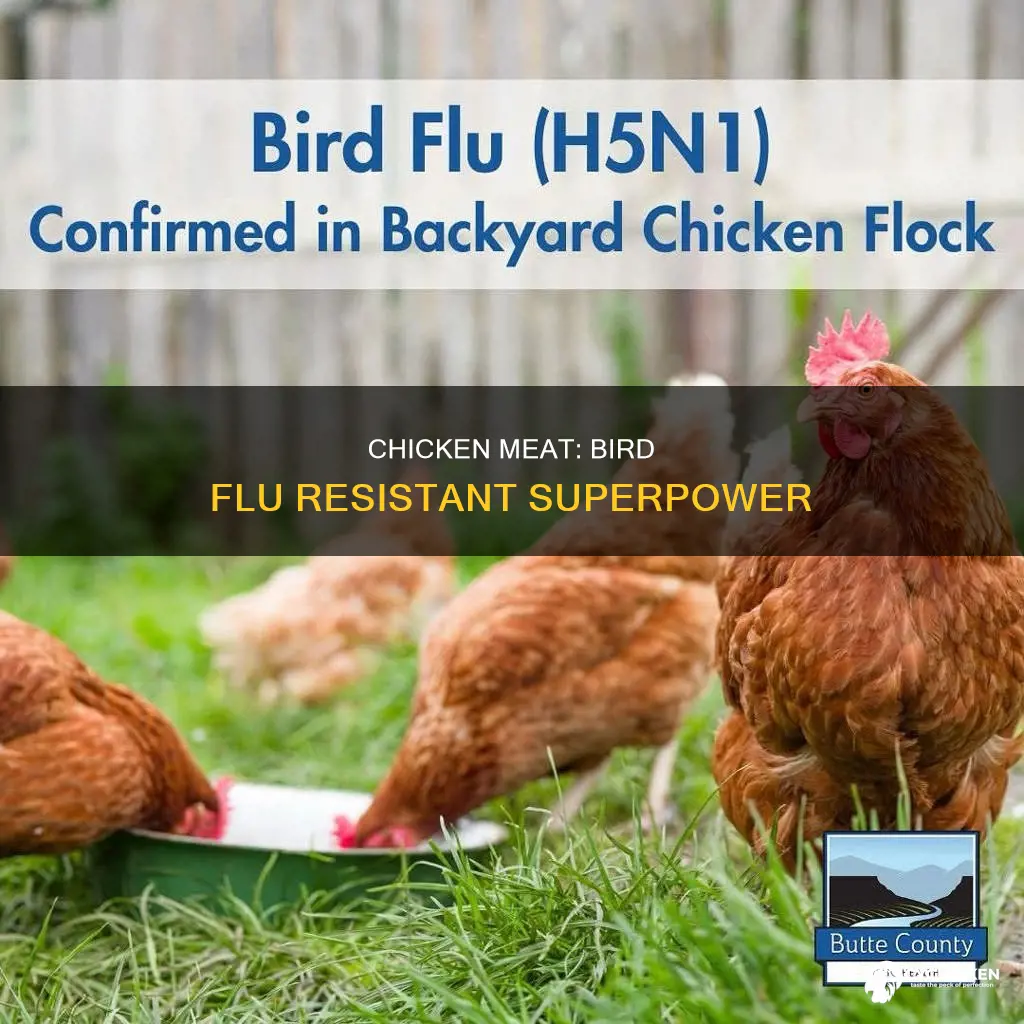 why is chicken meat not affected by bird flu