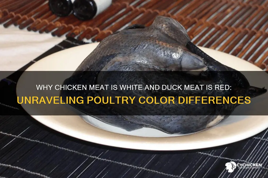 why is chicken meat white and duck red