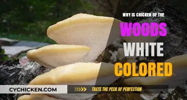 Why Chicken of the Woods Often Appears White in Nature