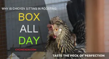 Chicken Roosting Box: Why Your Hen Prefers the Box