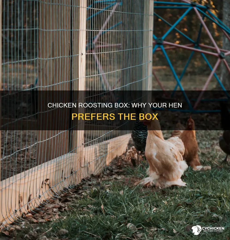 why is chicken sitting in roosting box all day