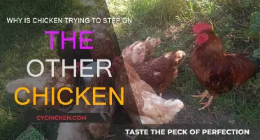 Understanding Aggression: Why Chickens Peck at Each Other