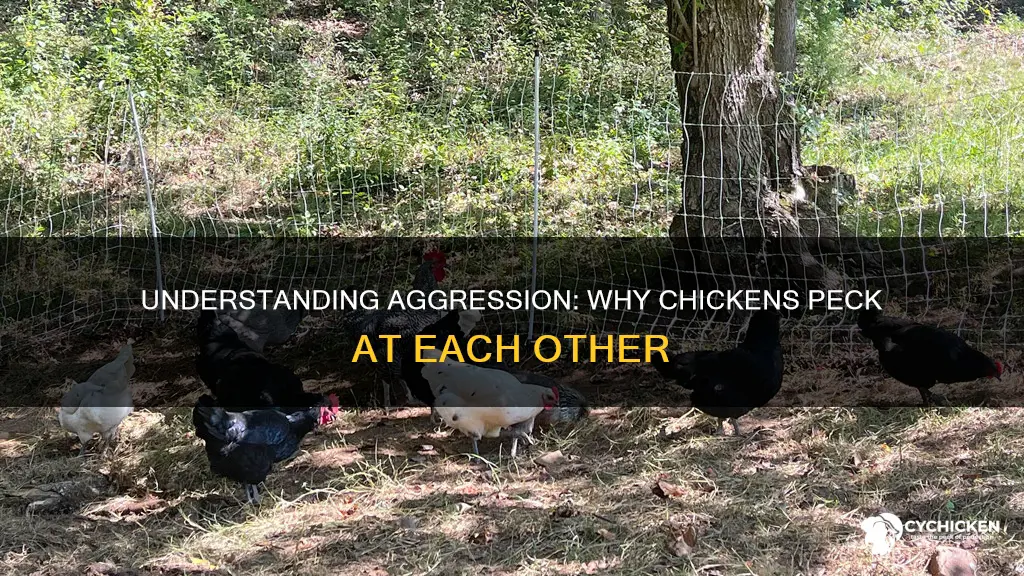 why is chicken trying to step on the other chicken