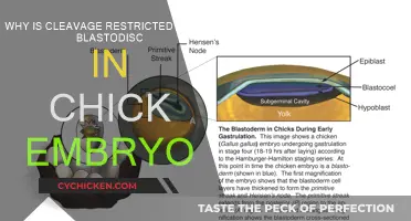 Cleavage Confined to Blastodisc: Why Chick Embryos?