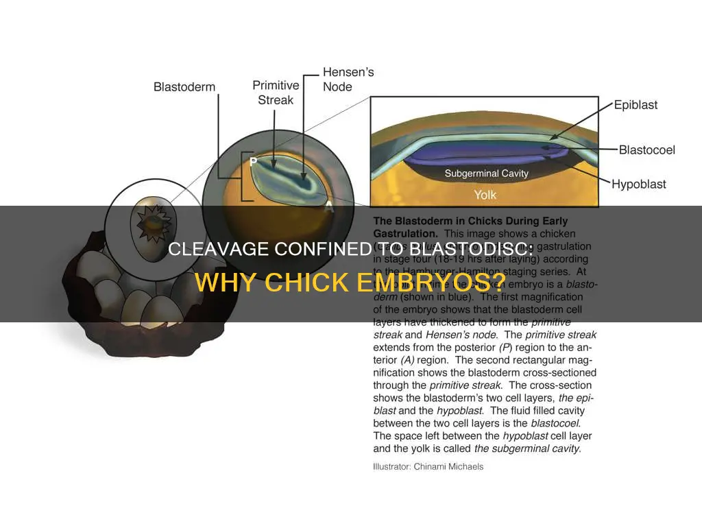 why is cleavage restricted to the blastodisc in chick embryo
