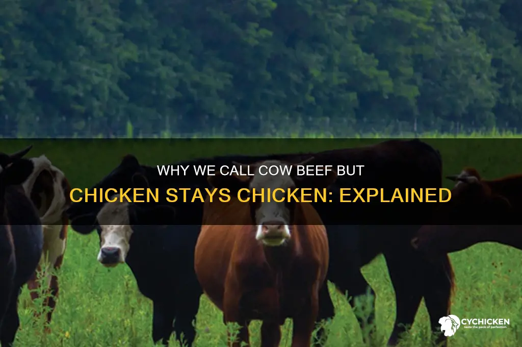 why is cow beef but chicken is chicken