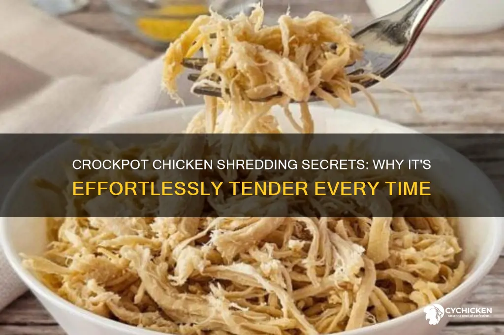 why is crockpot chicken so easy to shred