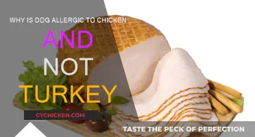 Understanding Poultry Allergies in Dogs: Chicken vs Turkey