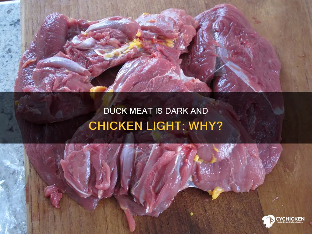 why is duck meat dark and chicken meat white