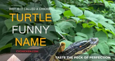 Chicken Turtle: A Name to Be Clucked About