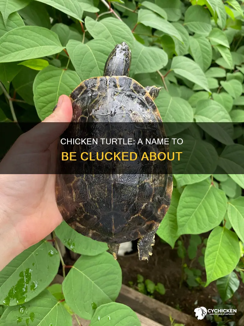 why is it called a chicken turtle funny name
