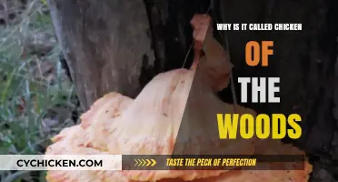 Unveiling the Fascinating Origins of Chicken of the Woods' Name