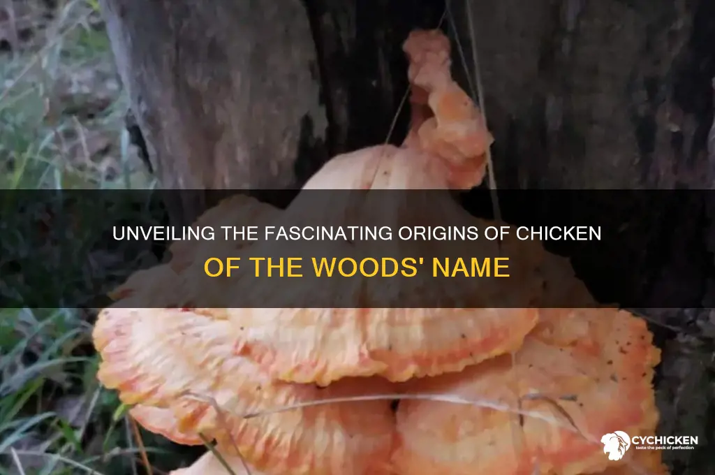 why is it called chicken of the woods