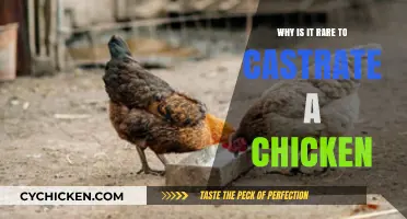 Castrating Chickens: Understanding the Rarity and Reasons Behind the Practice